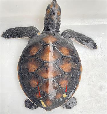 Microbial composition of carapace, feces, and water column in captive juvenile green <mark class="highlighted">sea turtles</mark> with carapacial ulcers
